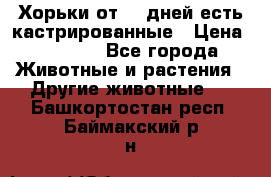   Хорьки от 35 дней есть кастрированные › Цена ­ 2 000 - Все города Животные и растения » Другие животные   . Башкортостан респ.,Баймакский р-н